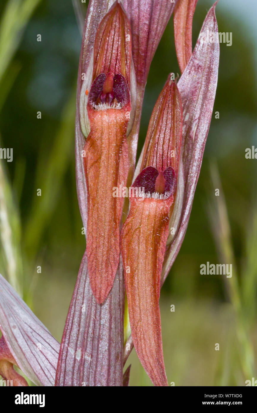 Orchidée Serapias vomeracea (SOC) lazio, Italie. Banque D'Images