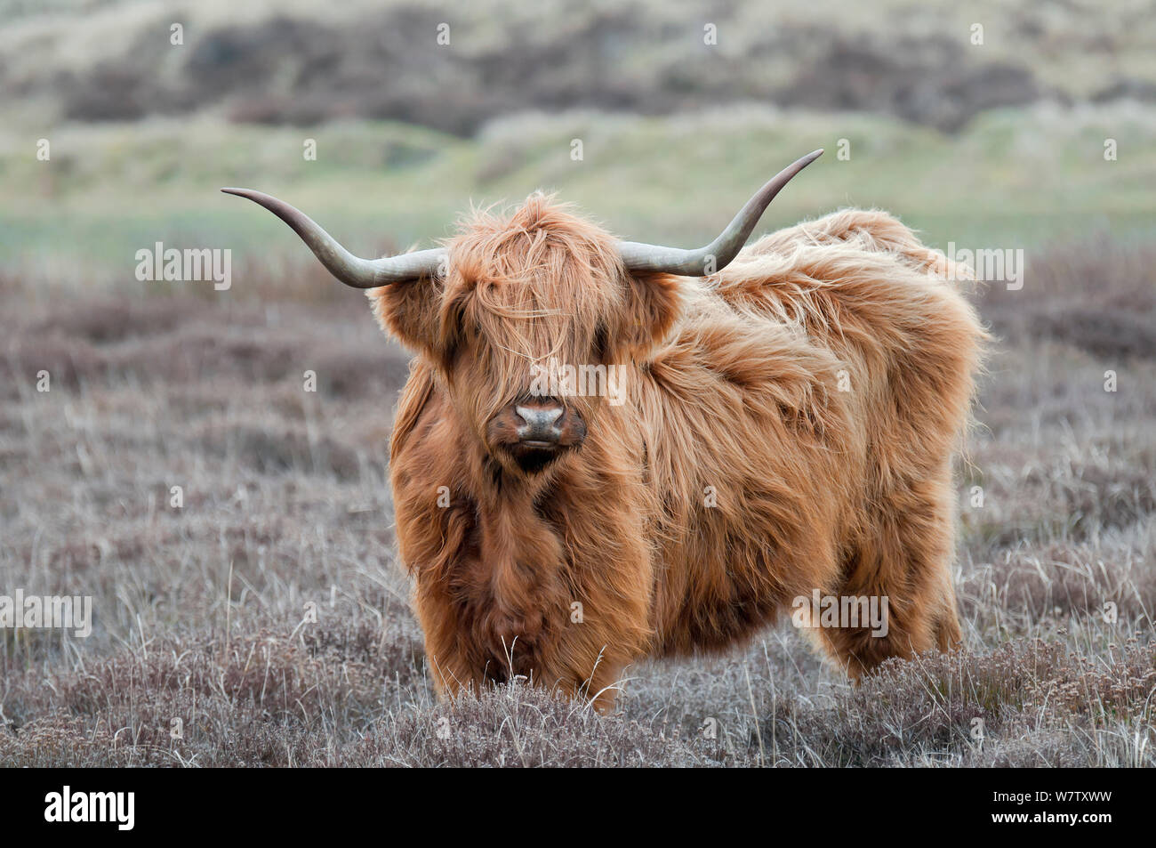 Highland Vache (Bos taurus) Texel, aux Pays-Bas, en avril. Banque D'Images