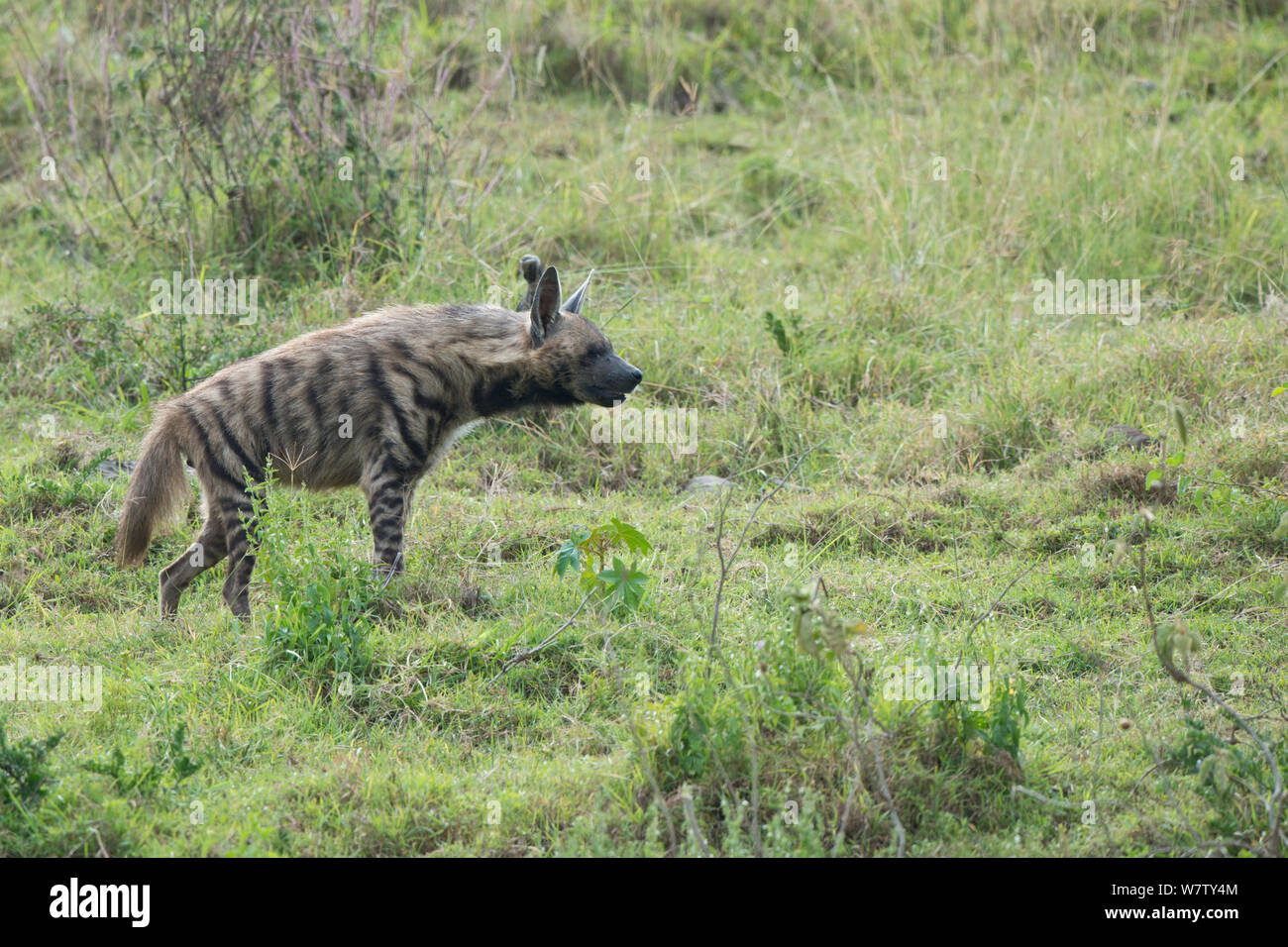 Hyène rayée (Hyaena hyaena) Le Parc National de Nakuru, au Kenya. Banque D'Images
