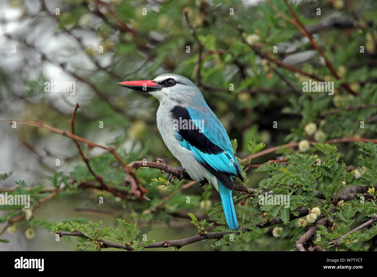 Woodland Kingfisher (Halcyon senegalensis) perché dans l'arbre, Serengeti, Tanzanie. Banque D'Images