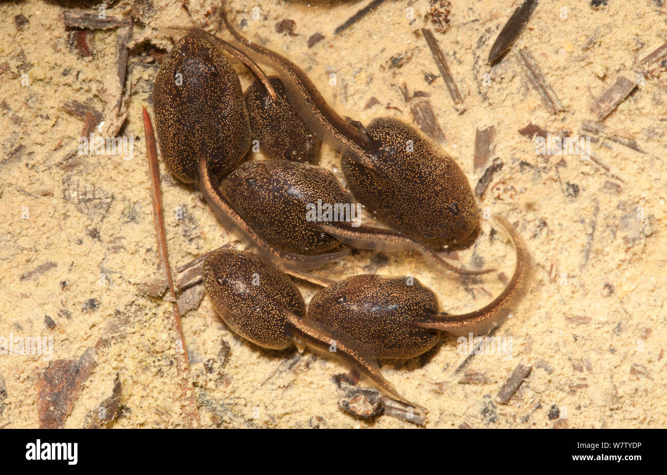 Les têtards du crapaud de Fowler (Anaxyrus fowleri) École en flaque, Estell Manor, Atlantic County, New Jersey. USA, juin. Banque D'Images