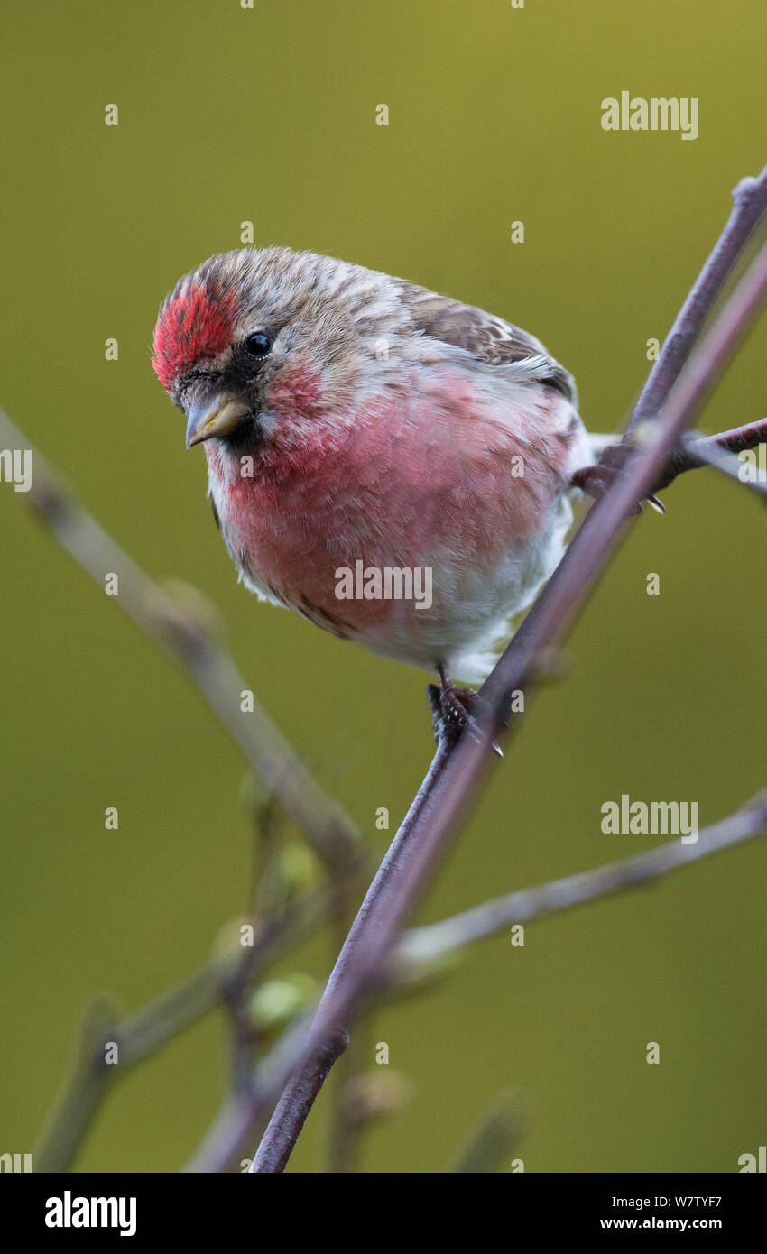Homme Le sizerin flammé (Carduelis flammea) en plumage nuptial complet depuis un bouleau. Longframlington, Northumberland, Angleterre. Banque D'Images