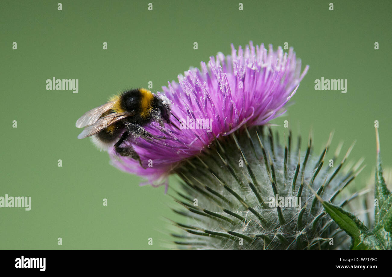 Début de bourdon (Bombus pratorum) la collecte du pollen d'une fleur de chardon. Washington, Tyne and Wear, Royaume-Uni. Banque D'Images