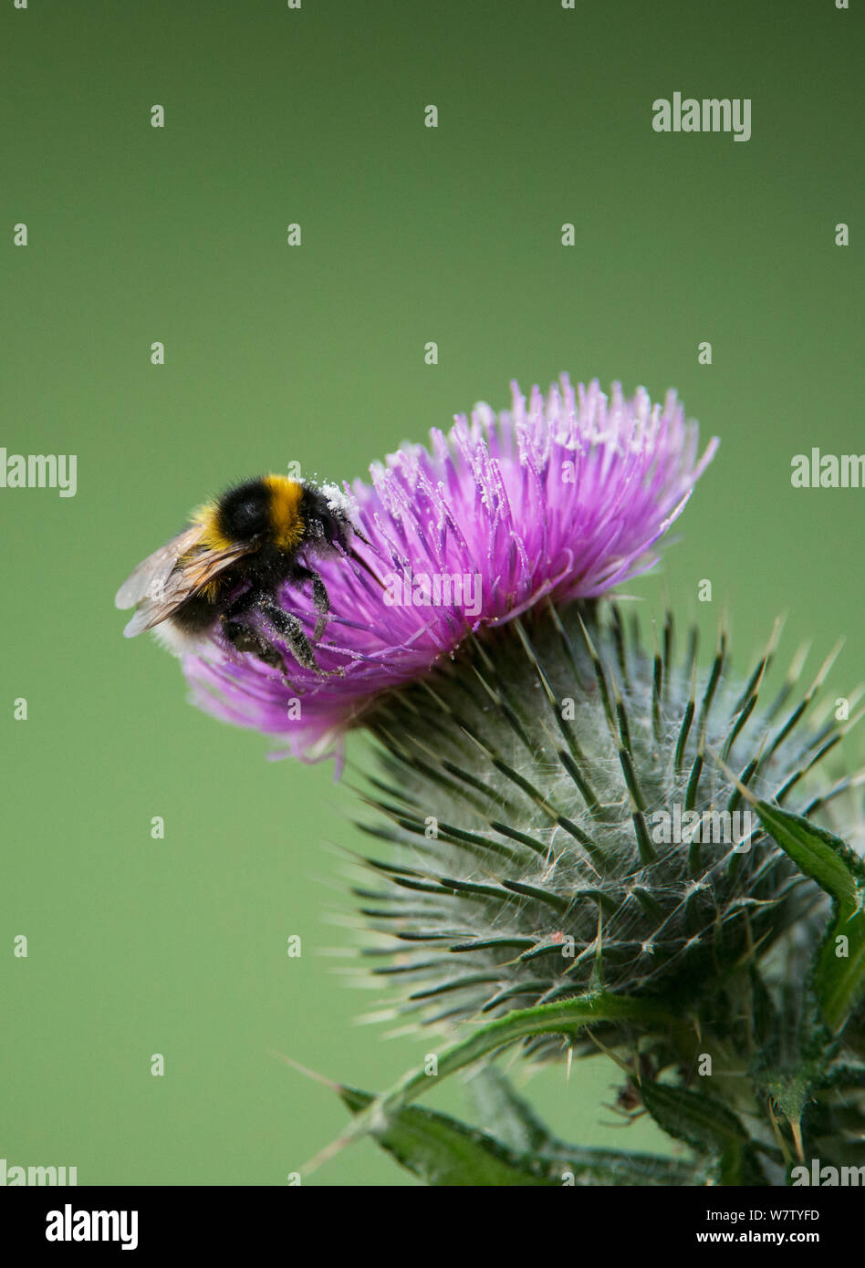 Début de bourdon (Bombus pratorum) la collecte du pollen d'une fleur de chardon. Washington, Tyne and Wear, Royaume-Uni. Banque D'Images