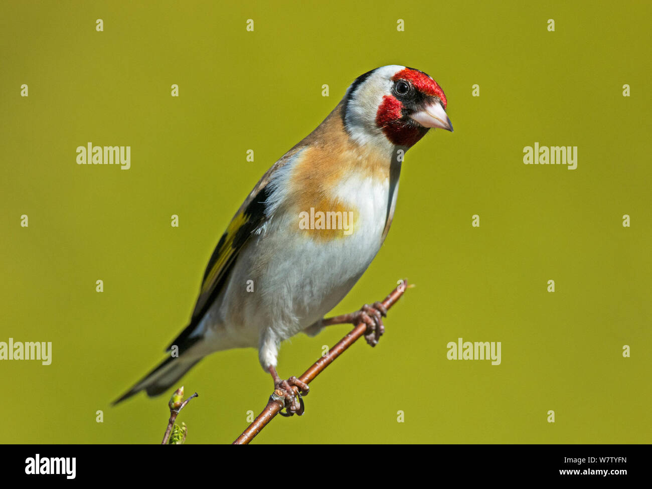 Chardonneret Femelle Banque D Image Et Photos Alamy