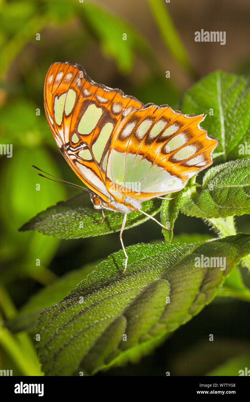 Siproeta stelenes Malachite (papillon) captive, natif de l'Amérique du Nord au Brésil, Banque D'Images