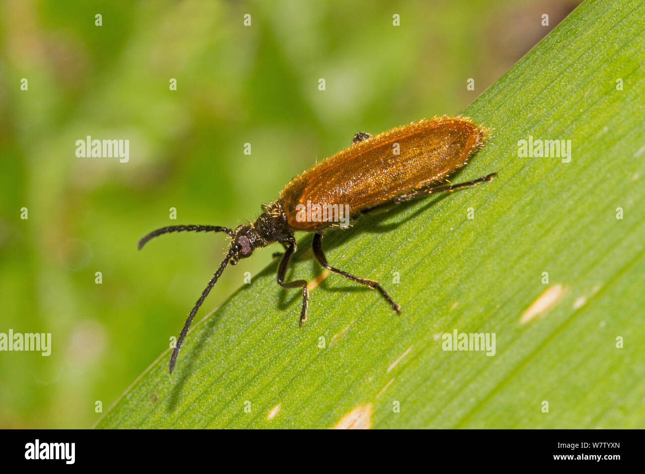 Darkling beetle Banque de photographies et d’images à haute résolution Alamy