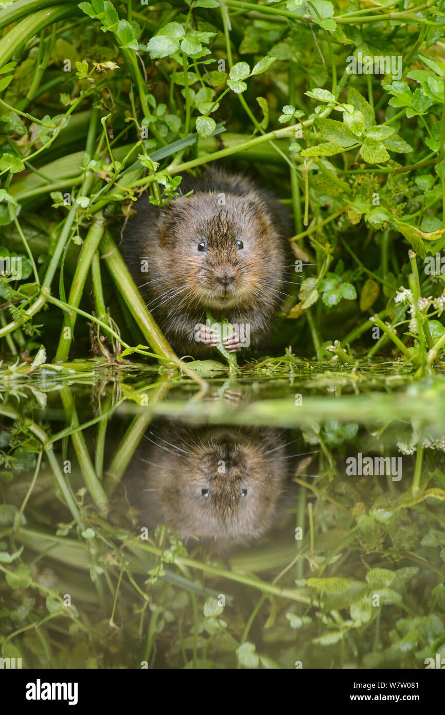 Le campagnol de l'eau (Arvicola amphibius) l'alimentation à bord de l'eau, Kent, UK, septembre. Banque D'Images