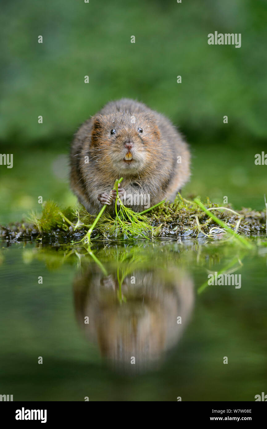 Le campagnol de l'eau (Arvicola amphibius) sur l'eau d'alimentation crowfoot, Kent, Angleterre, Royaume-Uni, septembre. Banque D'Images