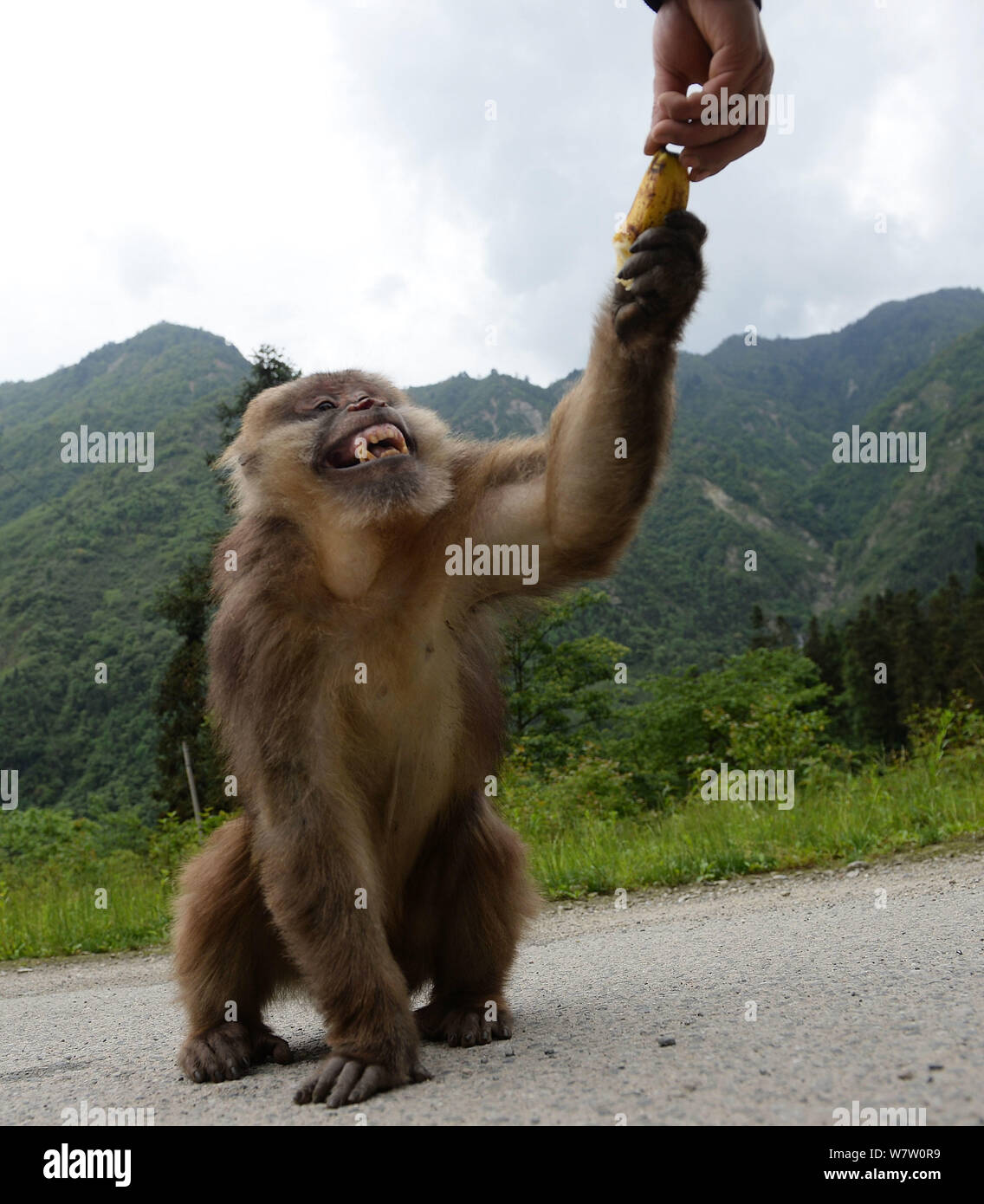 46-year-old man chinois Zhang Shiquan alimente un singe avec une banane dans la zone panoramique de Longchi, au sud-ouest de la ville de Dujiangyan dans la province chinoise du Sichuan, 24 M Banque D'Images