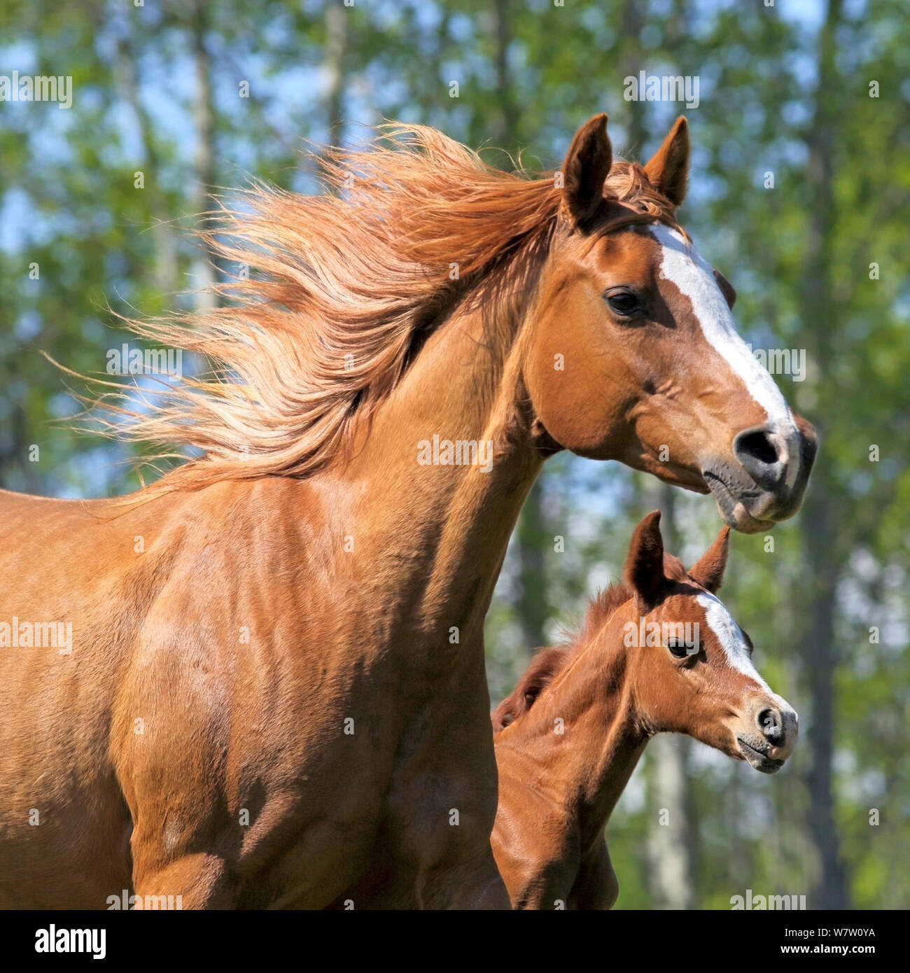 Chestnut Arabian Mare et quelques jours ensemble en galopant poulain pré, Close up. Banque D'Images