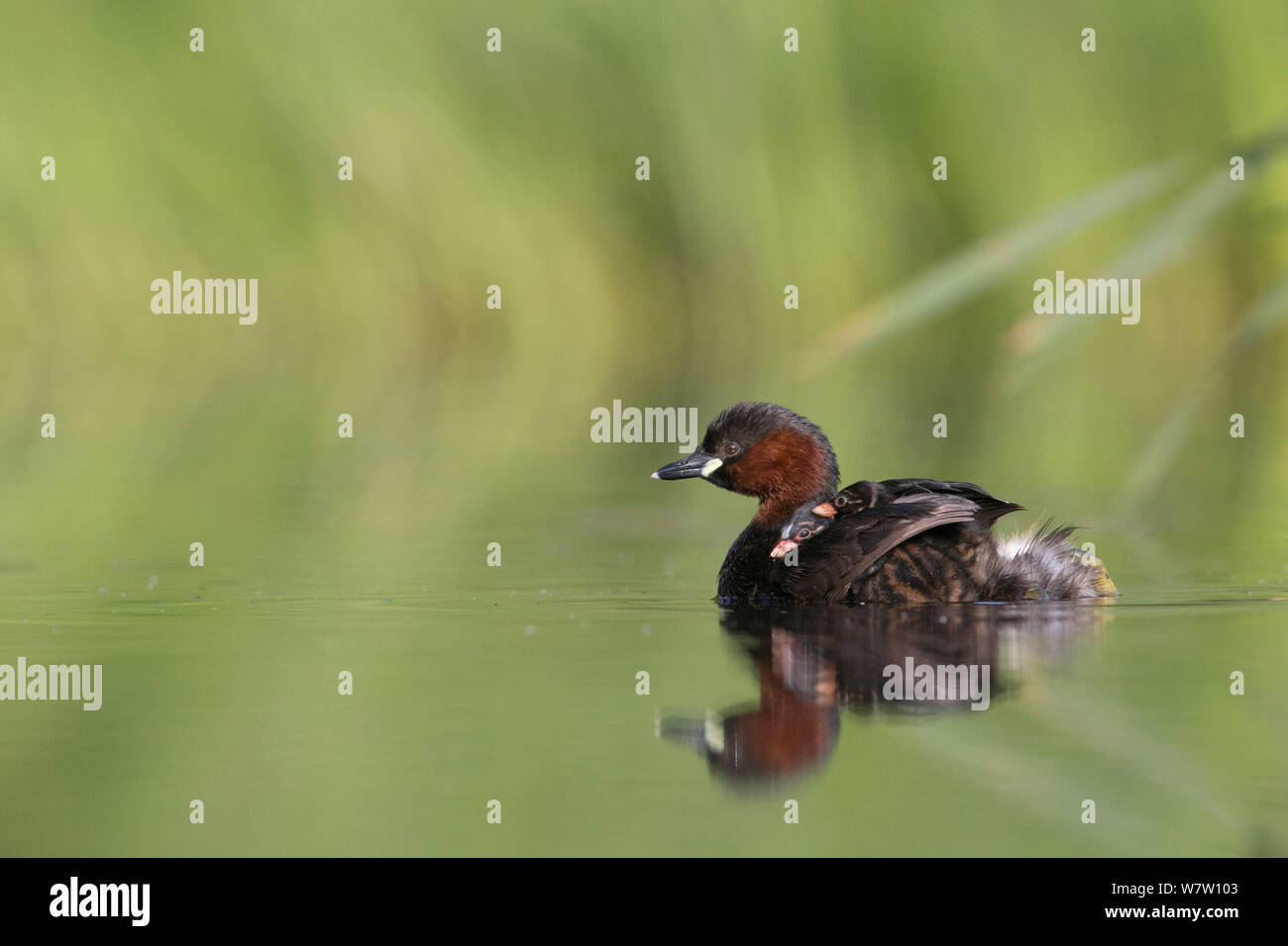 Grèbe castagneux (Tachybaptus ruficollis) adulte transportant des poussins âgés de 6 jours sur le dos pour les garder au chaud, aux Pays-Bas, en juin. Banque D'Images