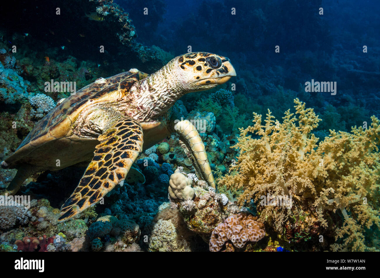 Tortue imbriquée (Eremochelys imbricata) Égypte, Mer Rouge. Banque D'Images