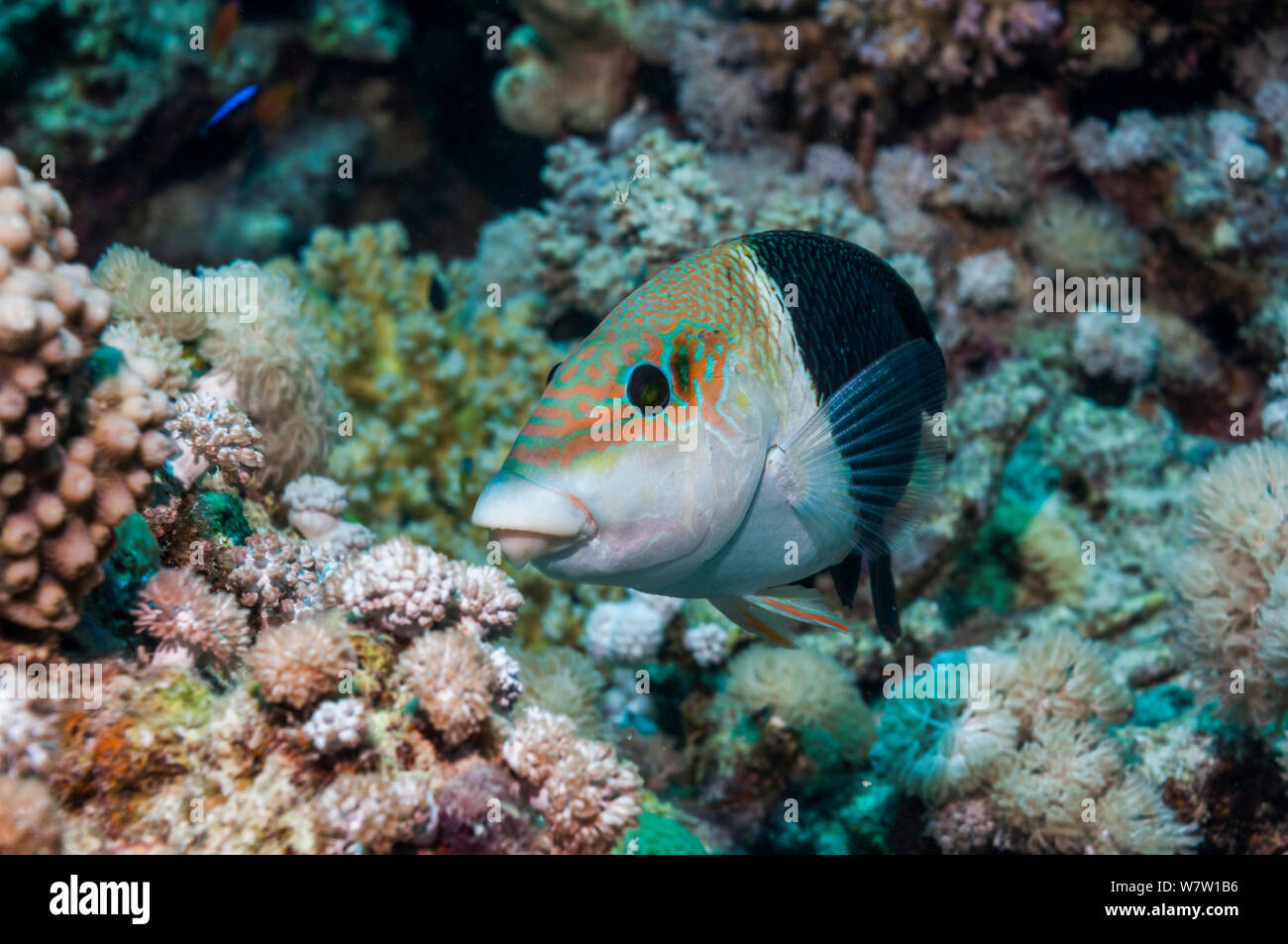 Thicklip Blackeye Hemigymnus melapterus (Napoléon) L'Égypte, Mer Rouge. Banque D'Images