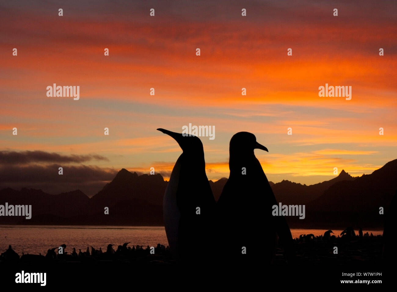 Le manchot royal (Aptenodytes patagonicus) posent dans le lever du soleil, South Georgia Island, mars. Banque D'Images
