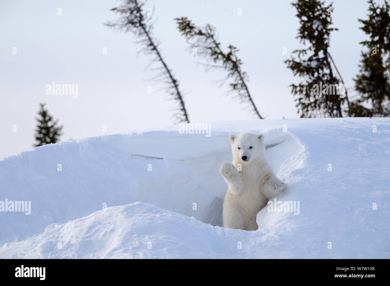 Polar Bear cub 3 mois (Ursus maritimus) jouant dans l'avant du jour den en mars. Le parc national Wapusk. Churchill, Manitoba, Canada Banque D'Images Polar Bear cub 3 mois (Ursus maritimus) jouant dans l'avant du jour den en mars. Le parc national Wapusk. Churchill, Manitoba, Canada Banque D'Images