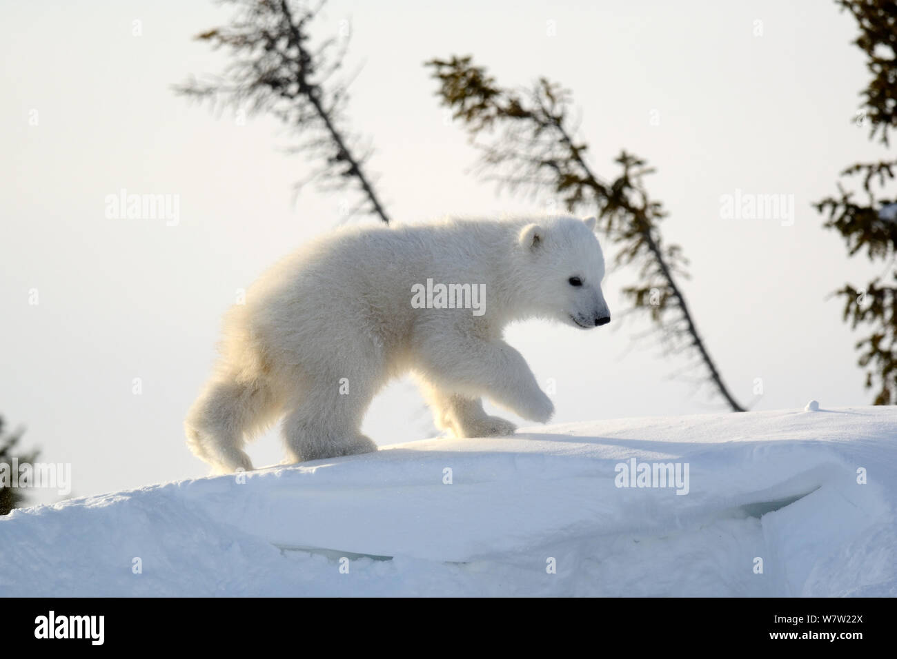 Polar Bear cub 3 mois (Ursus maritimus) jouant dans l'avant du jour den en mars. Le parc national Wapusk. Churchill, Manitoba, Canada Banque D'Images Polar Bear cub 3 mois (Ursus maritimus) jouant dans l'avant du jour den en mars. Le parc national Wapusk. Churchill, Manitoba, Canada Banque D'Images