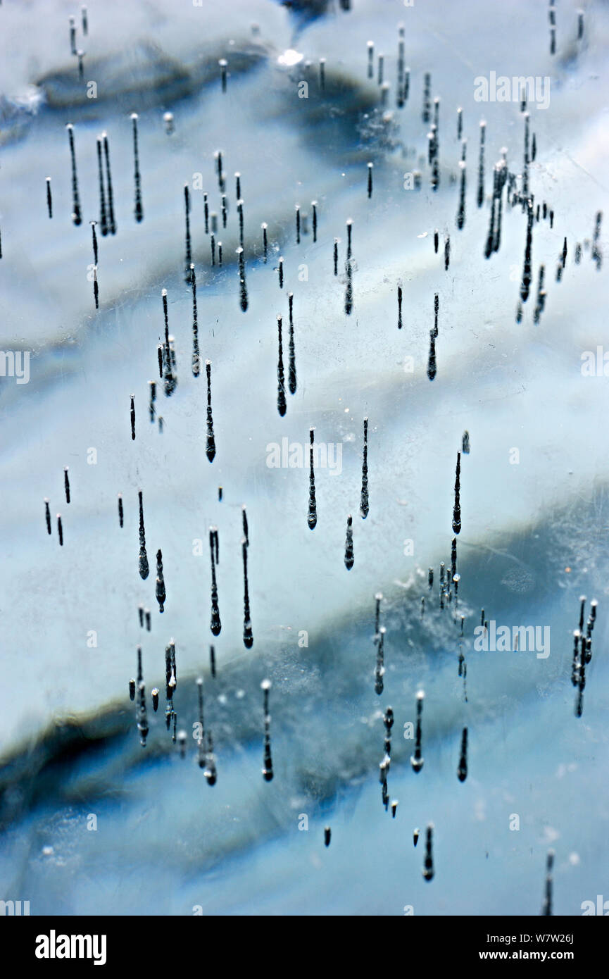 Lignes de bulles pris dans la glace du lac Baikal, Sibérie, Russie, mars. Banque D'Images Lignes de bulles pris dans la glace du lac Baikal, Sibérie, Russie, mars. Banque D'Images