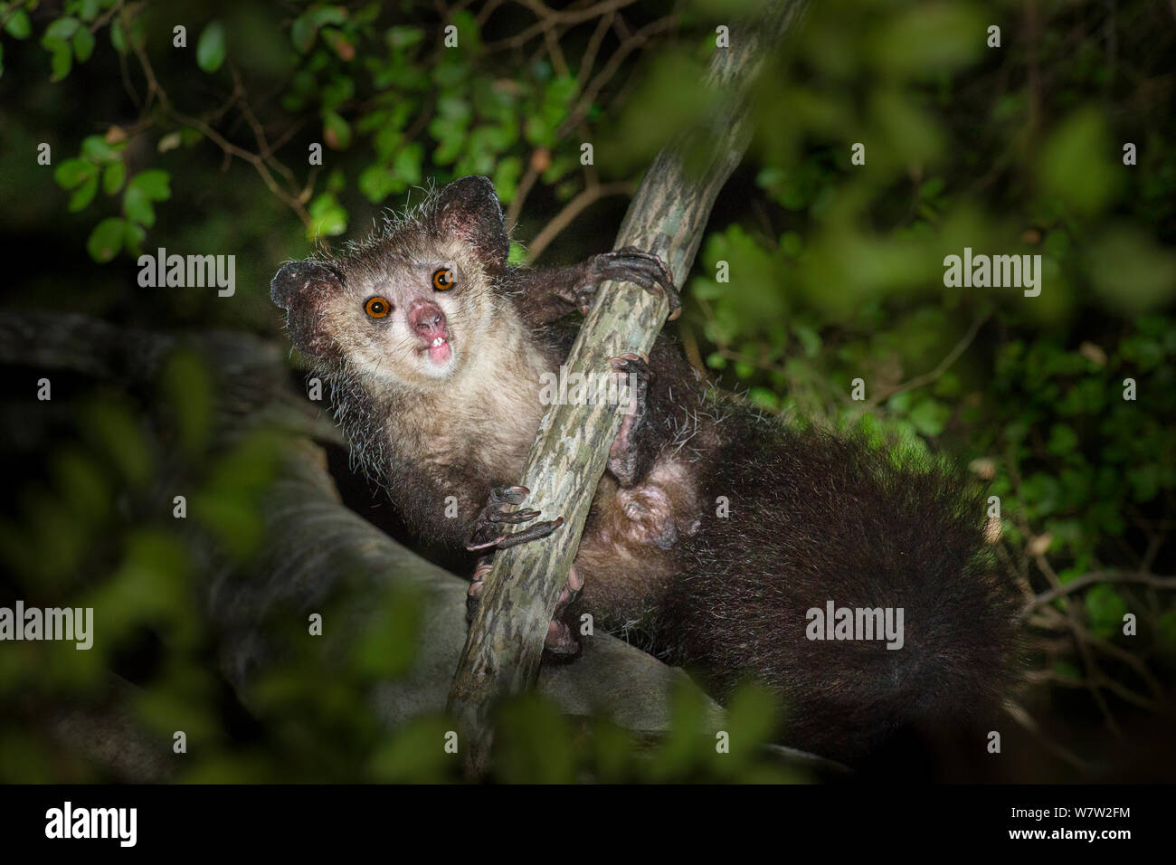 Aye-aye (Daubentonia madagascariensis) après avoir émergé de son nid au crépuscule. Près de Daraina, dans le nord de Madagascar. Banque D'Images