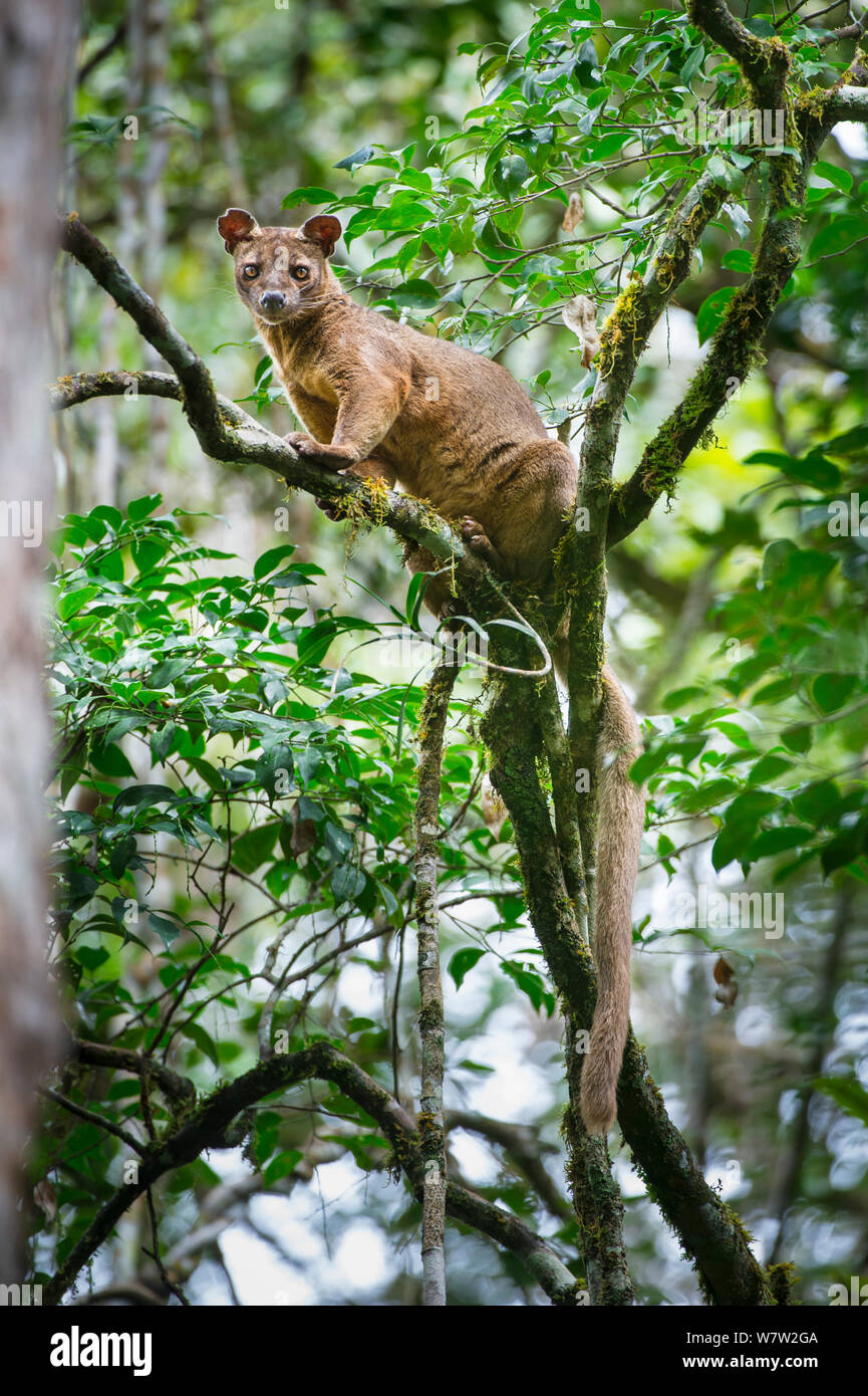 Homme Fossa (Cryptoprocta ferox) reposant dans la cime des arbres. De  moyenne altitude, la forêt tropicale du Parc National Parc Mantadia-  Andasibe, l'Est de Madagascar. Les espèces en voie de disparition Photo