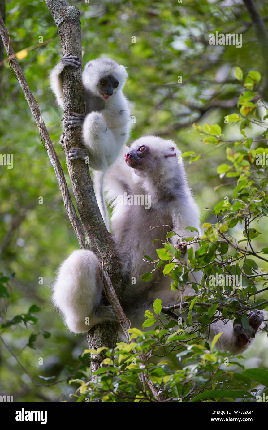 Femelle Propithèque soyeux (Propithecus candidus) avec 3 mois de bébé. Le Parc National de Marojejy, au nord est de Madagascar. Critique d'extinction. Banque D'Images