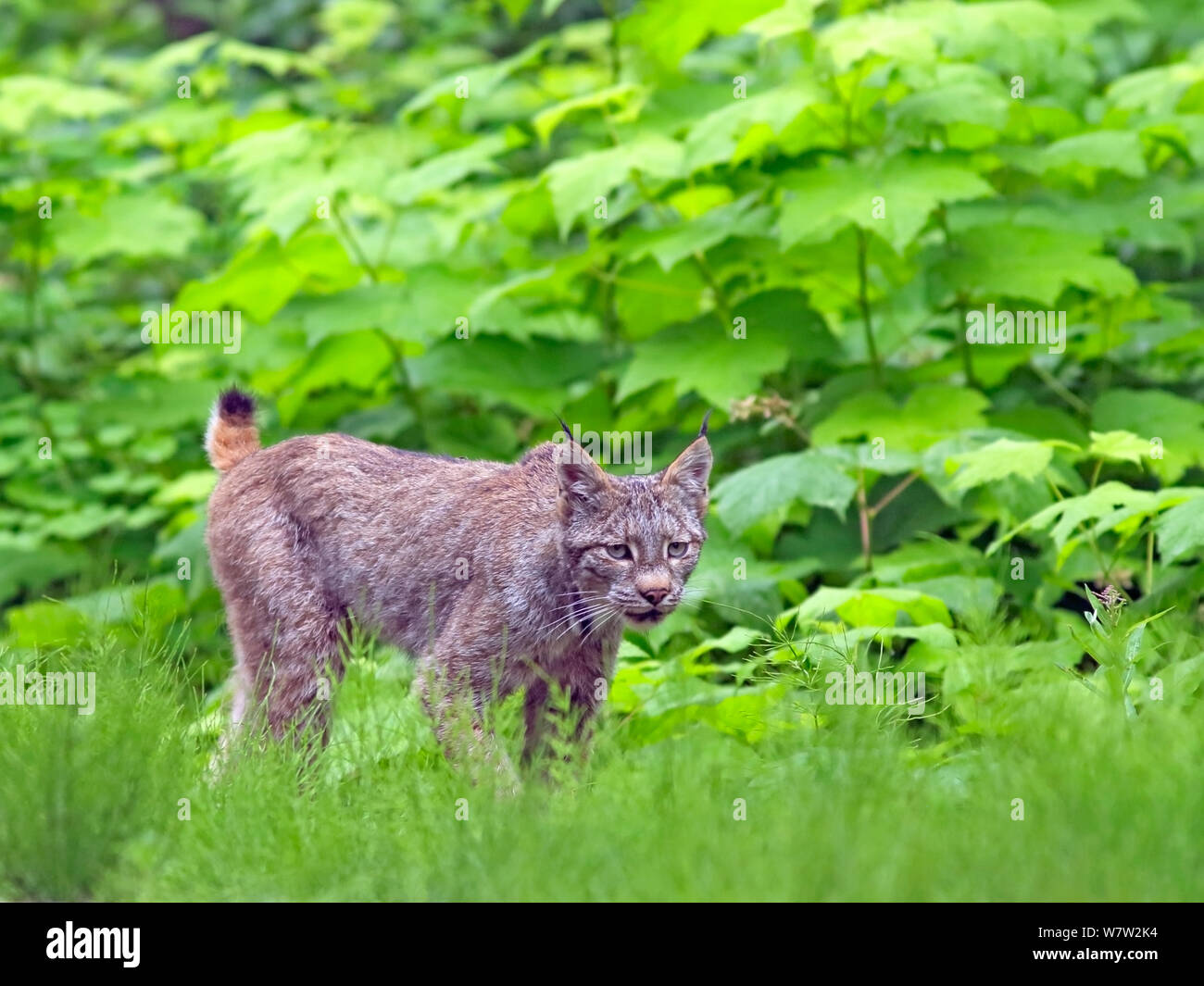 Belle Chasse Chat Lynx du Canada , à marcher le long de la brosse dense en forêt boréale. Banque D'Images