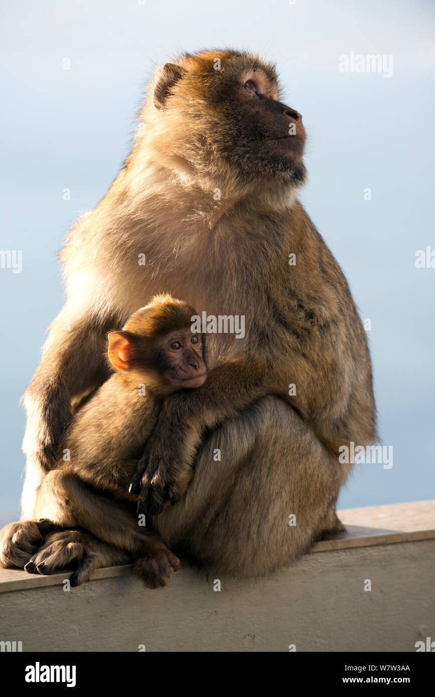 Macaque de Barbarie (Macaca sylvanus) des profils avec bébé, Gibraltar, décembre. Banque D'Images