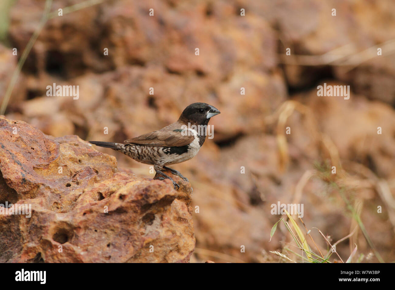 Bronze Mannikin (Lonchura cucullata) à matériel de nidification dans les jardins de l'hôtel, Gambie, Afrique de l'Ouest. Banque D'Images