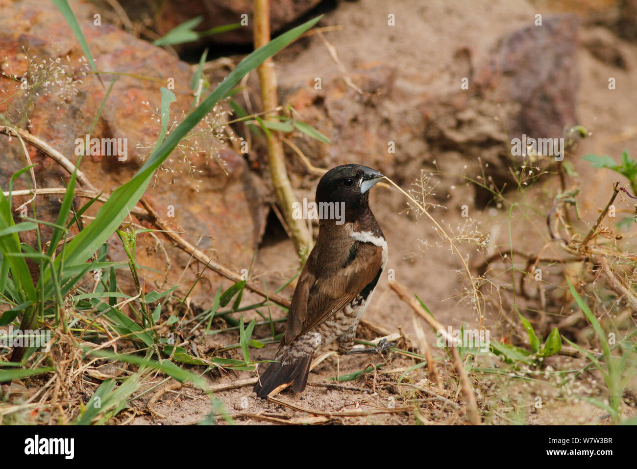 Bronze Mannikin (Lonchura cucullata) à matériel de nidification dans les jardins de l'hôtel, Gambie, Afrique de l'Ouest. Banque D'Images