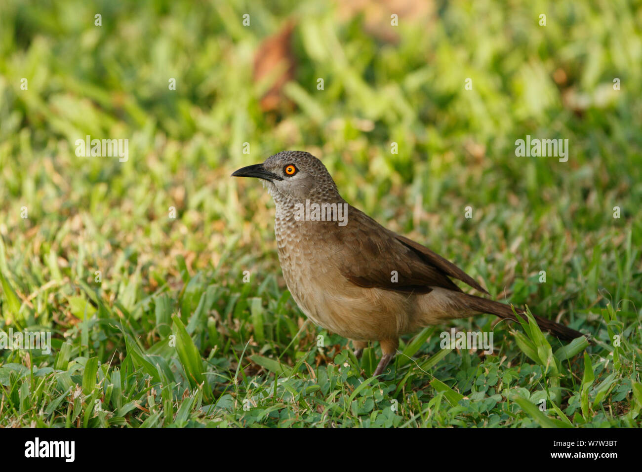 Brown (Turdoides plebejus) debout dans l'herbe, propriété de l'hôtel Kairaba, Gambie, Afrique de l'Ouest. Banque D'Images