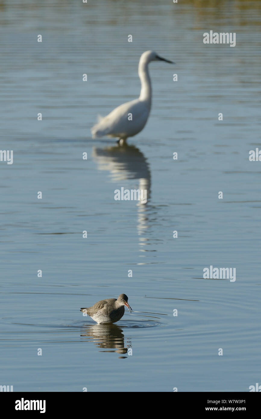 Chevalier arlequin (Tringa totanus) près d'une aigrette garzette (Egretta garzetta), Rutland Water, Rutland, UK, novembre. Banque D'Images