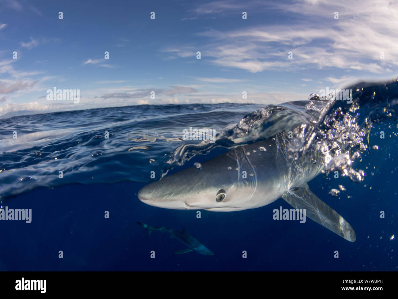 Deux images du requin bleu (Prionace glauca) près de la surface, l'île de Faial, Açores, Portugal, Océan Atlantique, septembre. Banque D'Images