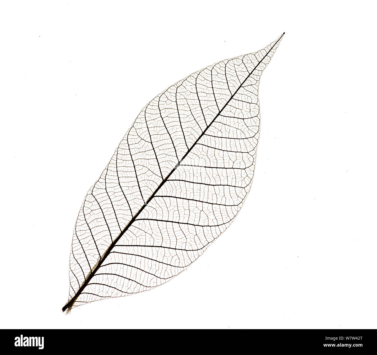 Squelette de feuille caoutchouc Para tree (Hevea brasiliensis) Banque D'Images