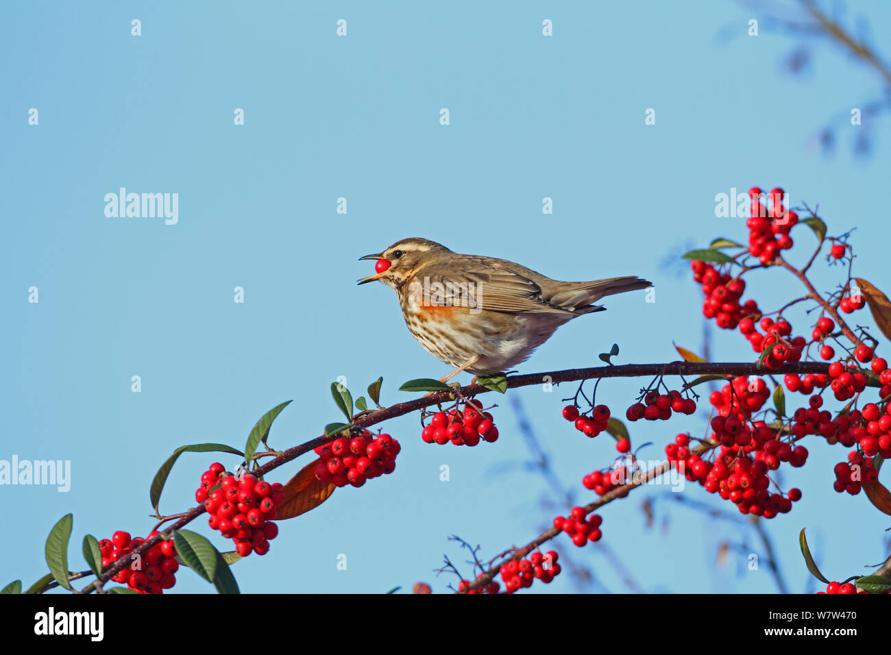 Redwing (Turdus iliacus) manger les baies de Cotoneaster, Warwickshire, Angleterre, Royaume-Uni, novembre. Banque D'Images