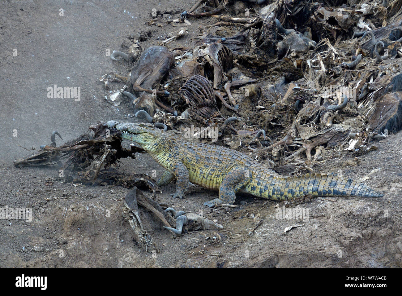 Le crocodile du Nil (Crocodylus niloticus), évacuation des carcasses de gnous Mara river, Masai Mara, Kenya. Banque D'Images