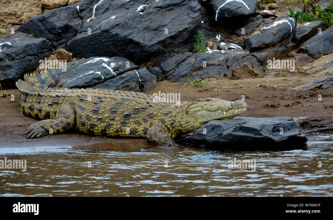 Le crocodile du Nil (Crocodylus niloticus) le pèlerin, Kenya, Masai Mara, Kenya. Banque D'Images