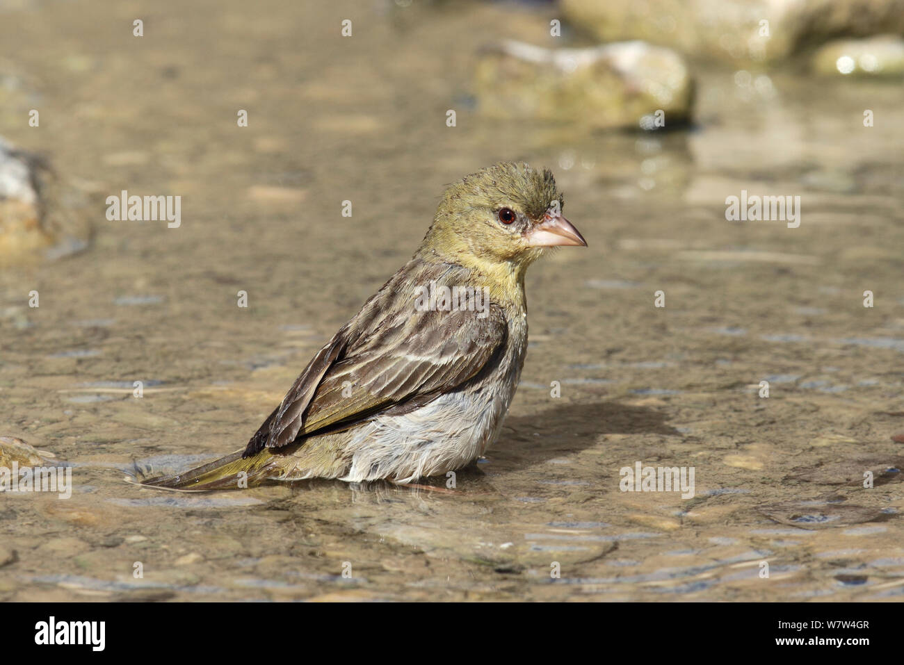 Ruppell&# 39;s weaver (Ploceus galbula) féminin, baignade, Oman, Mai Banque D'Images