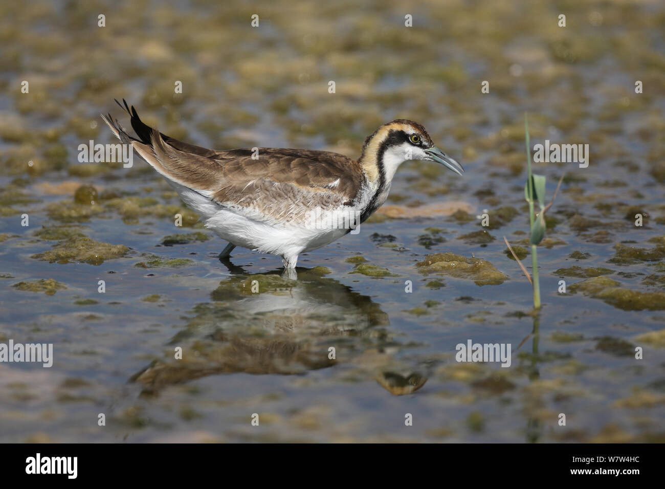 Queue de faisan jacana (Hydrophasianus chirurgus) Oman, Février Banque D'Images