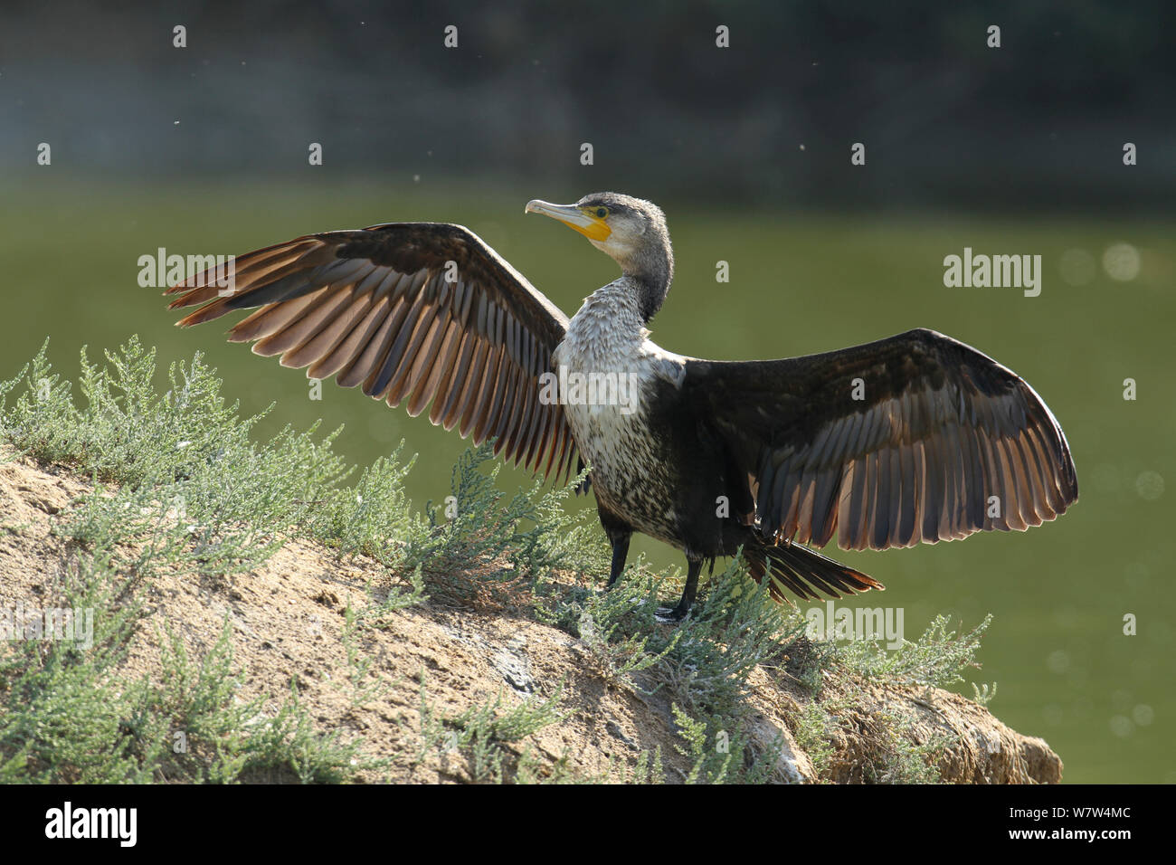 Grand Cormoran (Phalacrocorax carbo) sécher les ailes, Oman, Janvier Banque D'Images