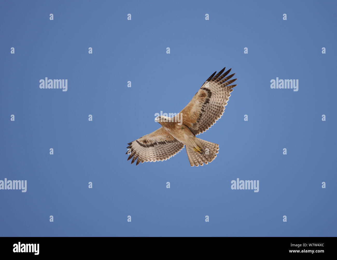 Bonelli&# 39;s eagle Aquila fasciatus (Hieraaetus fasciatus) / jeunes en vol, Oman, décembre Banque D'Images