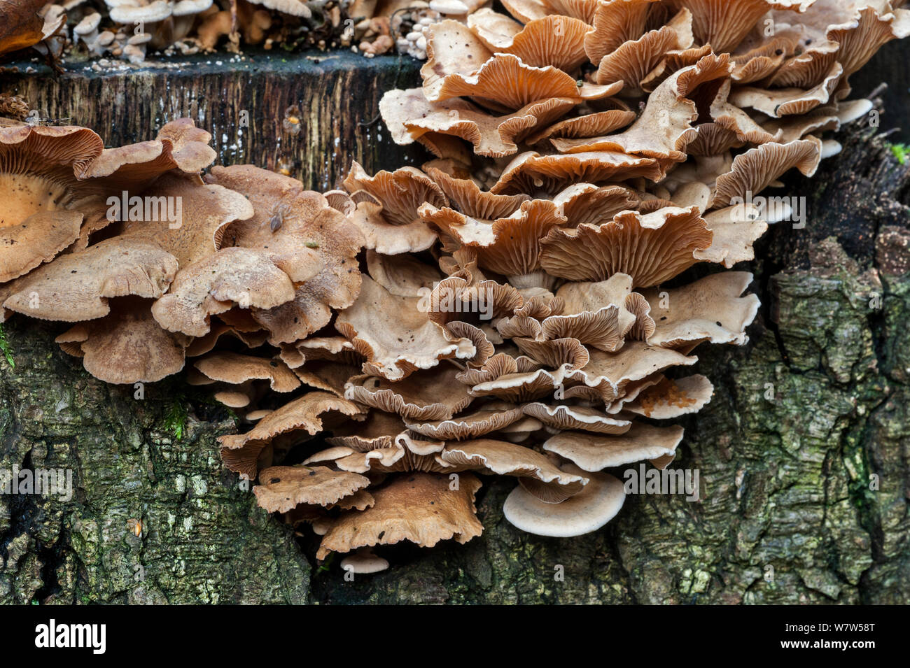 (Panellus stipticus oyster amère) croissant sur une souche d'arbre, Belgique, octobre. Banque D'Images