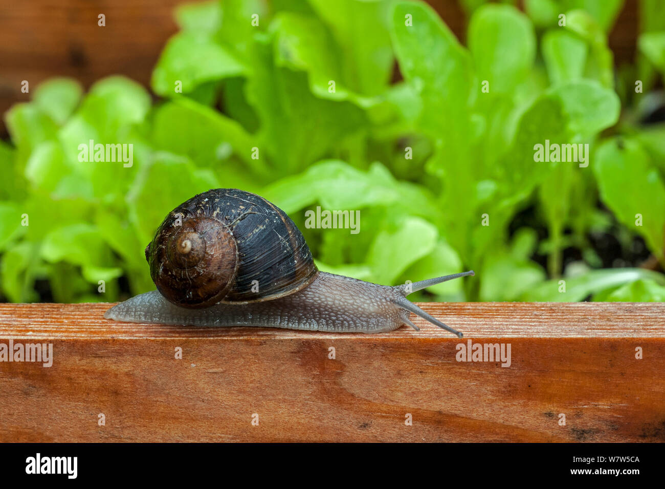 Helix aspersa (escargot) par un potager, Belgique, juillet. Banque D'Images