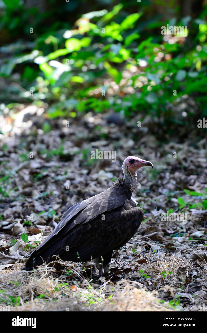 Hooded vulture Necrosyrtes monachus) (sur la masse, l'Île Orango, Guinée-Bissau, décembre 2013. Banque D'Images