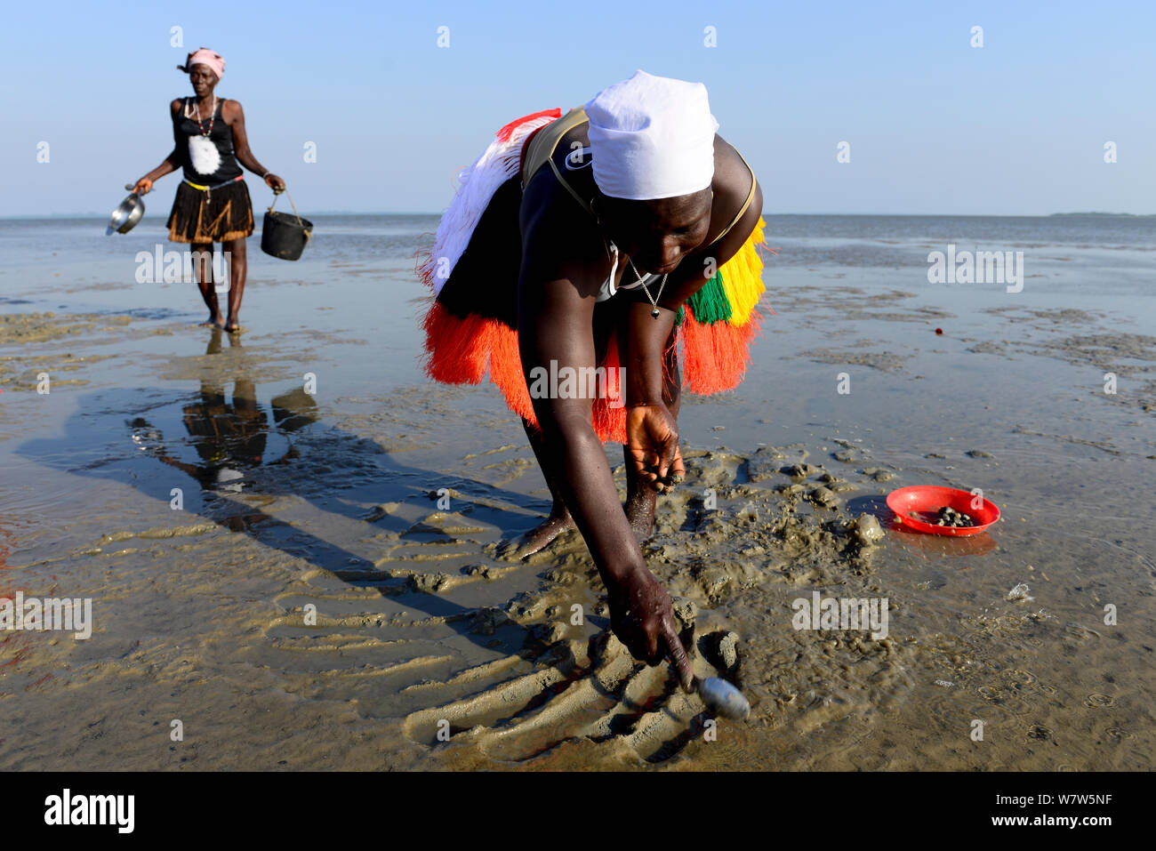Les femmes à la recherche de coquillages à marée basse, Orango Parc national des Îles, l'Île Orango, Guinée-Bissau, décembre 2013. Banque D'Images