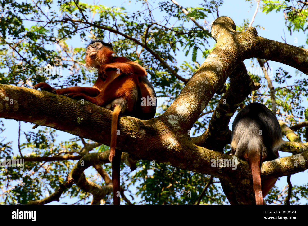 La Haute Guinée red colobus monkey (Procolobus badius badius) Cantanhez Parc National, la Guinée-Bissau. Banque D'Images