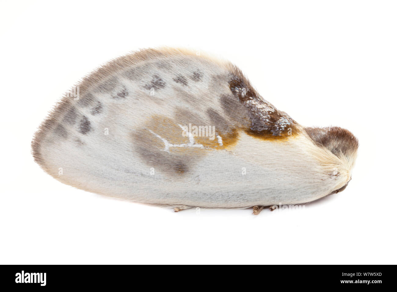 Cilix glaucata Banque d'images détourées Alamy