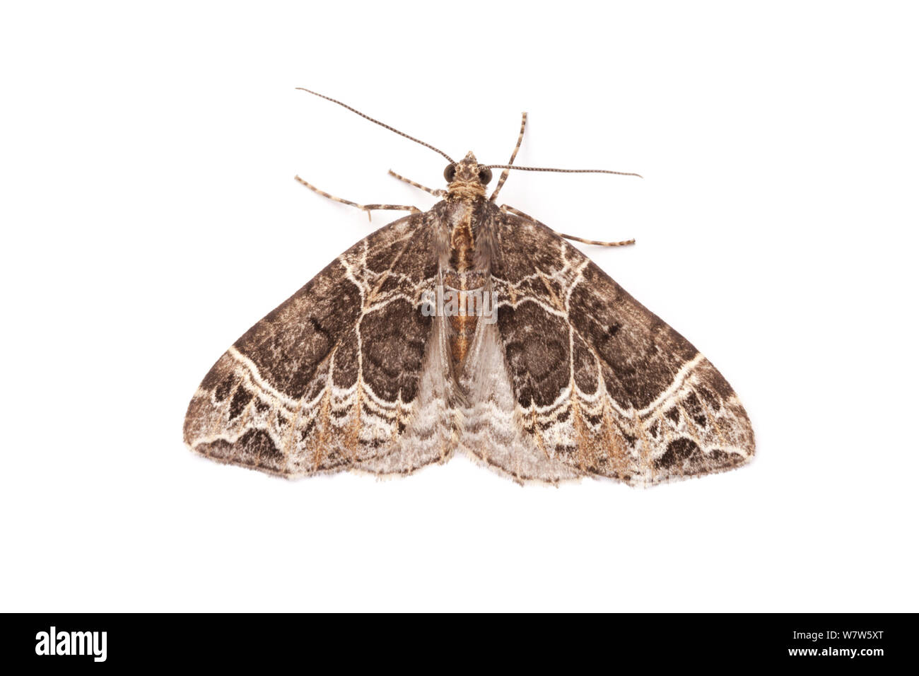 Petit Ecliptopera silaceata (Phoenix) photographié en studio mobile sur un fond blanc. Surrey, UK. En août. Banque D'Images