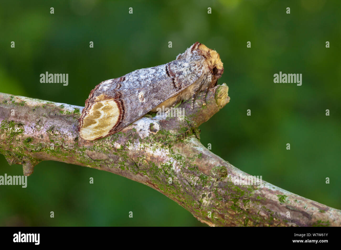 Buff-tip (Phalera bucephala) sur branch camouflés, Normandie, France.  Juillet Photo Stock - Alamy