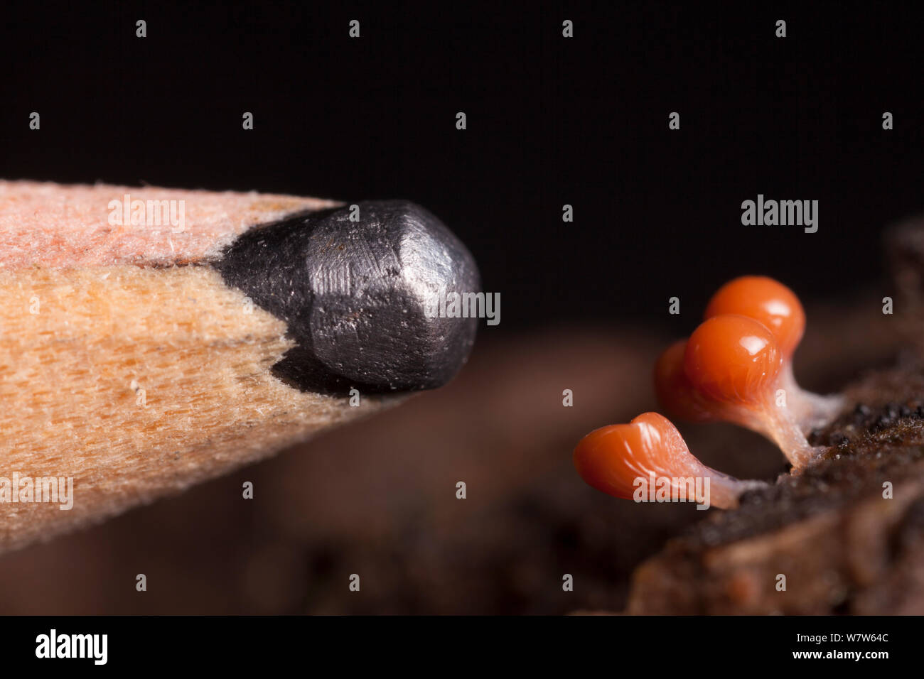 Myxomycète (Trichia decipiens) organes de fructification sur le bois en décomposition à côté de crayon pour l'échelle. Parc national de Peak District, Derbyshire, Royaume-Uni. Novembre. Banque D'Images