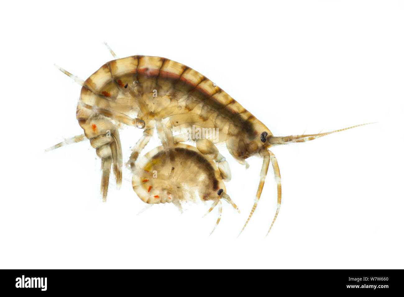 Sable-estuariens (crevettes Gammarus duebeni)trouvée à bord de l'eau dans l'estuaire, photographié sur un fond blanc dans champ mobile studio. L'homme porte son femelle choisie pendant plusieurs semaines jusqu'à ce qu'elle jette sa peau, lui permettant de s'accoupler avec elle. Weymouth, Dorset, UK. Banque D'Images